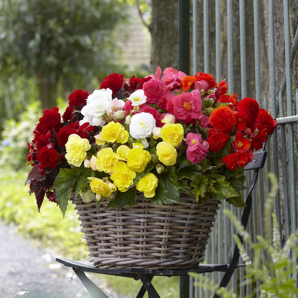 Begonia tuberhybrida Multiflora Maxima Mix 6 Couleurs - Knolbegonia