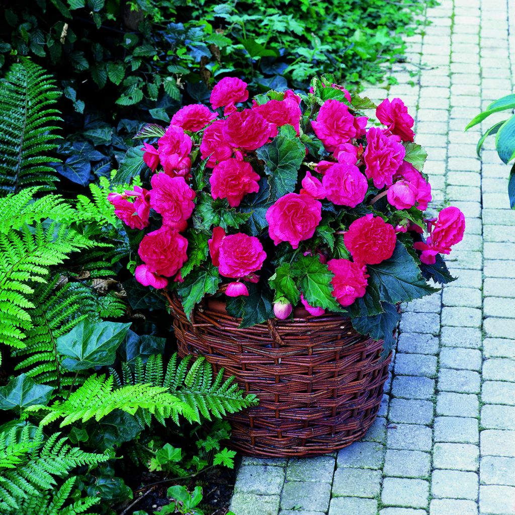 Begonia tuberhybrida Multiflora Maxima Roze - Knolbegonia