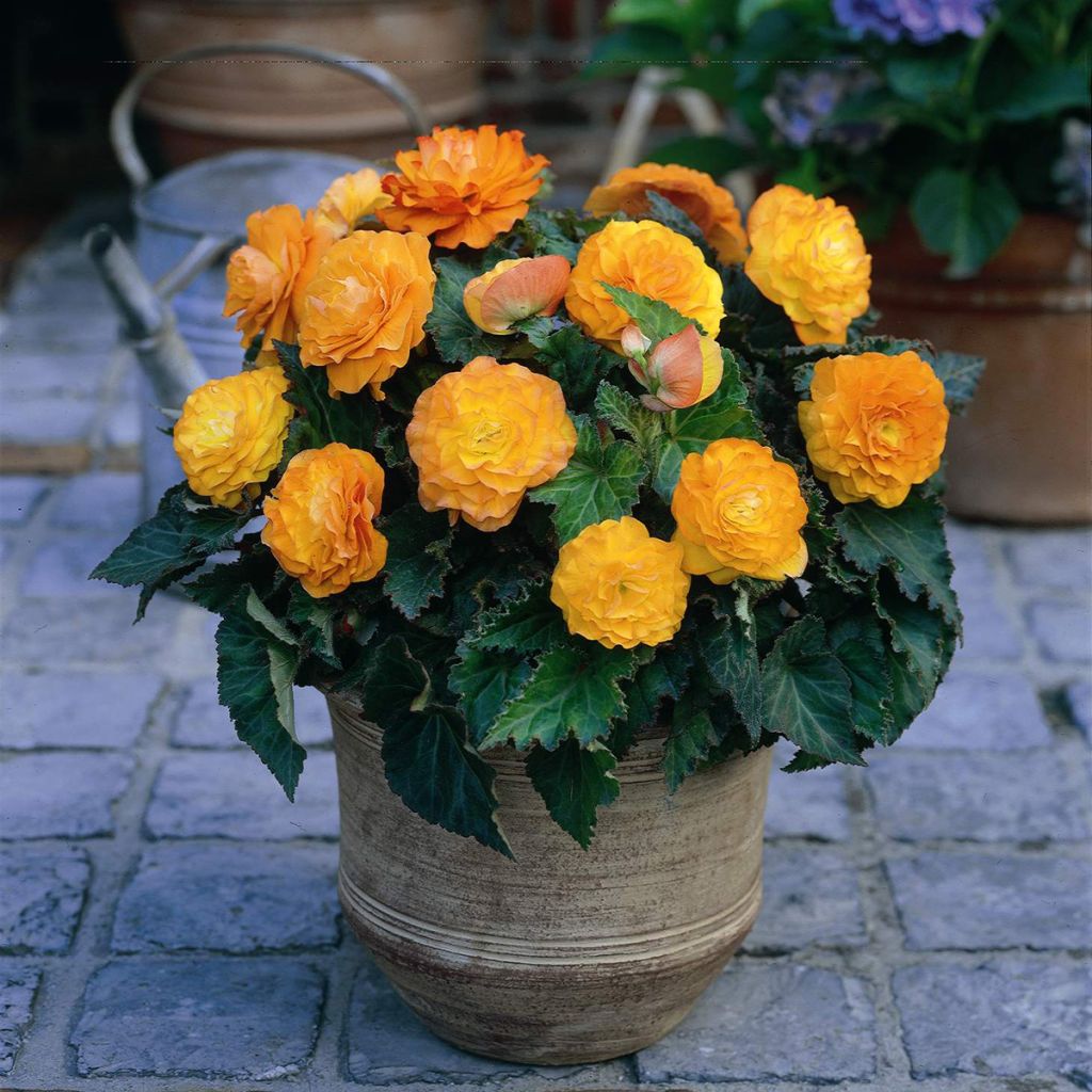 Begonia Non Stop Apricot - Knolbegonia