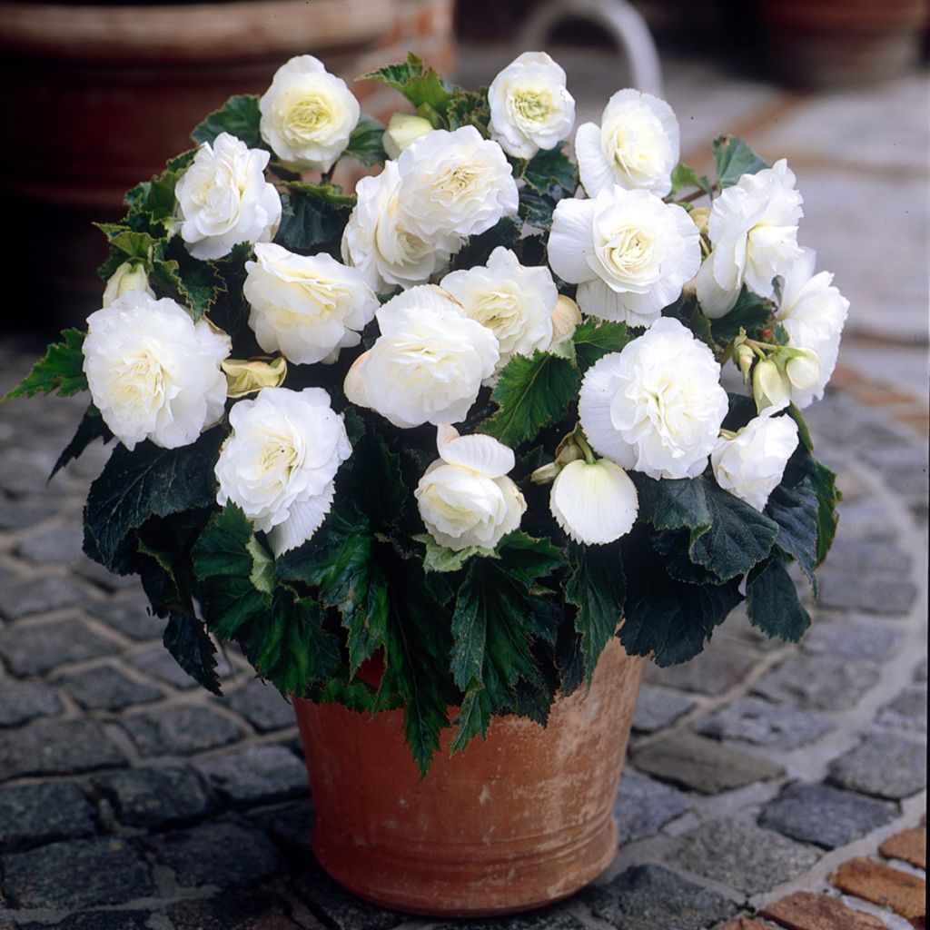 Begonia Non Stop Wit - Knolbegonia