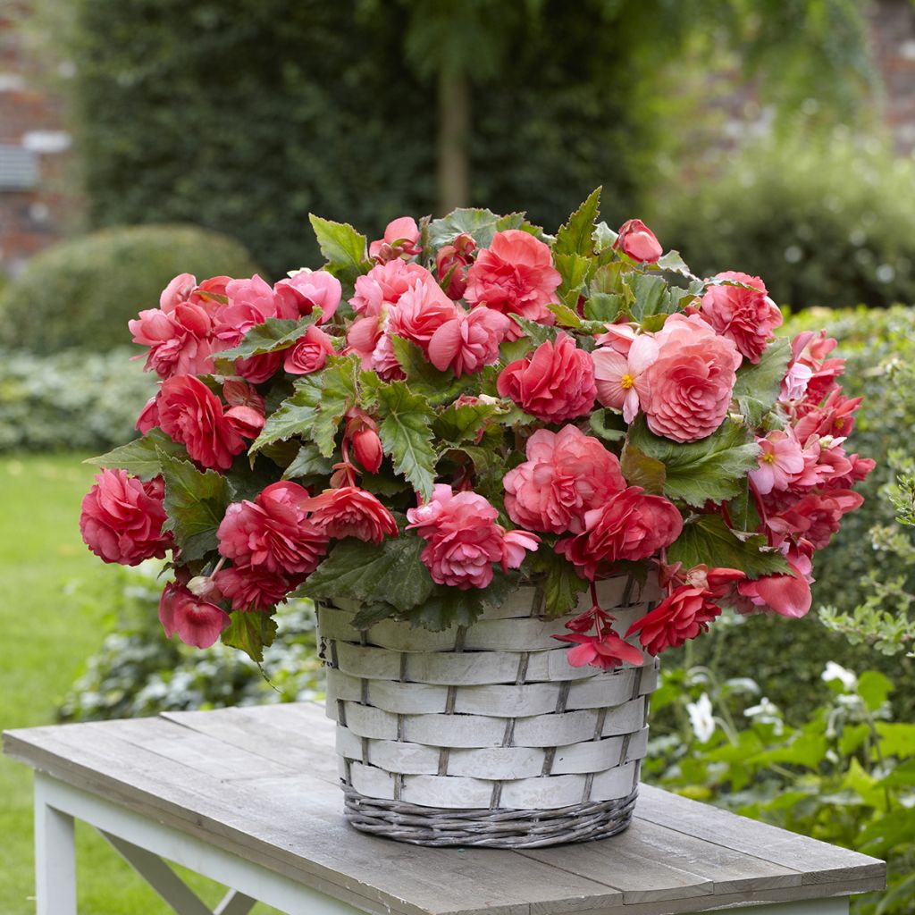 Begonia Odorata Pink Delight - Knolbegonia