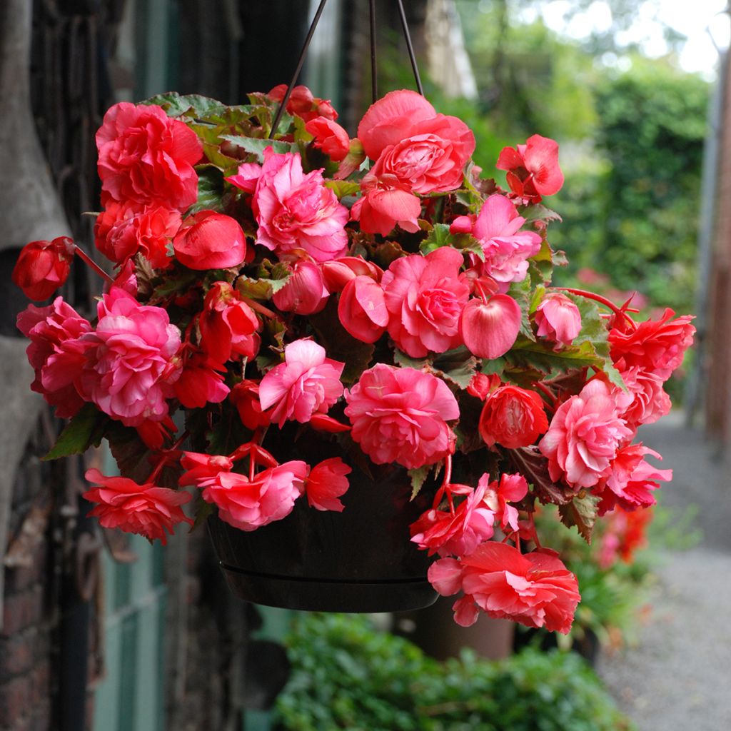 Begonia Odorata Pink Delight - Knolbegonia