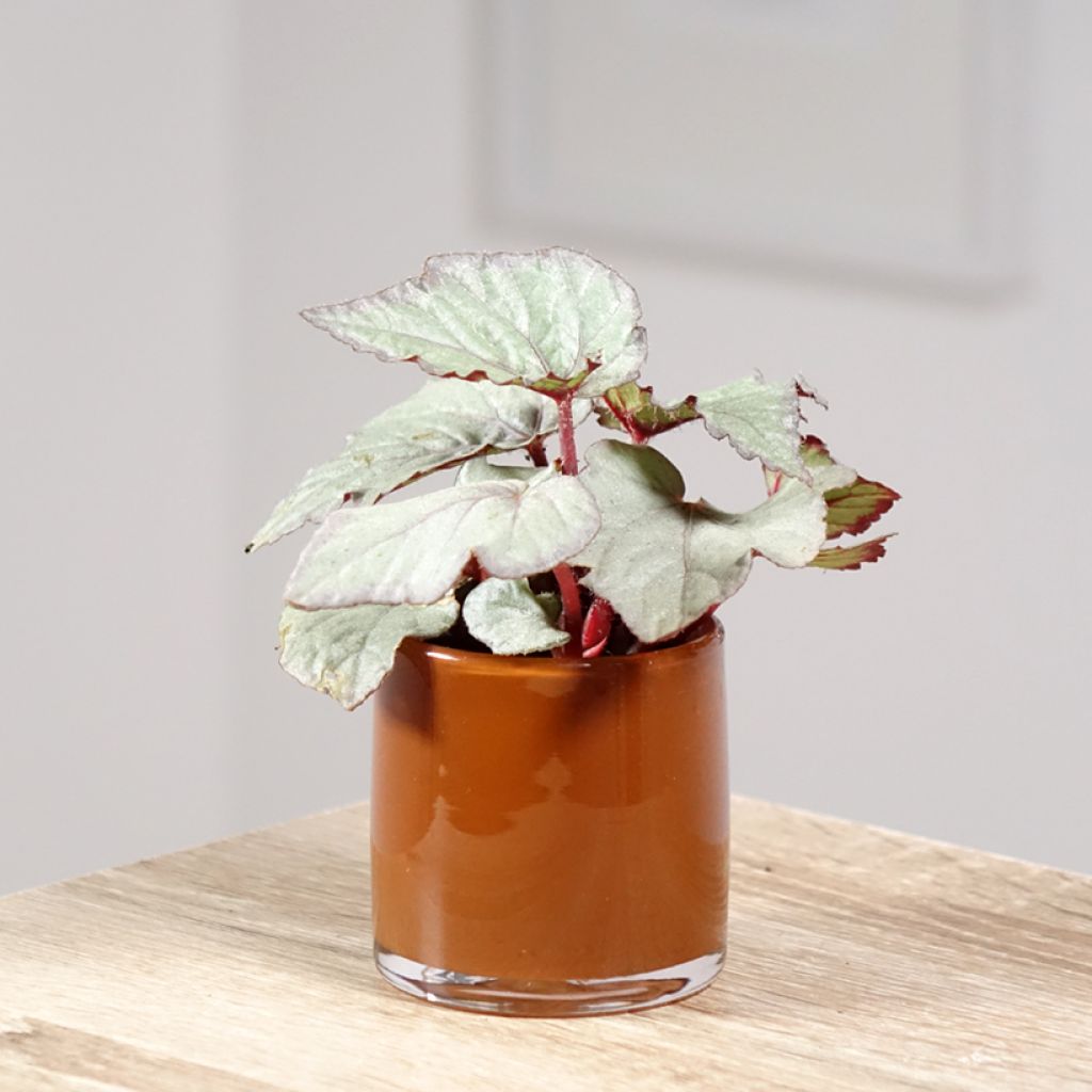 Begonia Rex Pink Pop - Bladbegonia