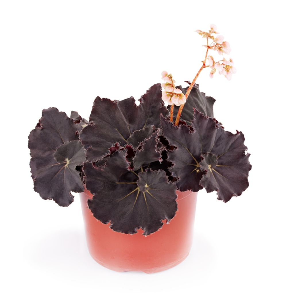 Begonia Rex Dark Mambo - Bladbegonia