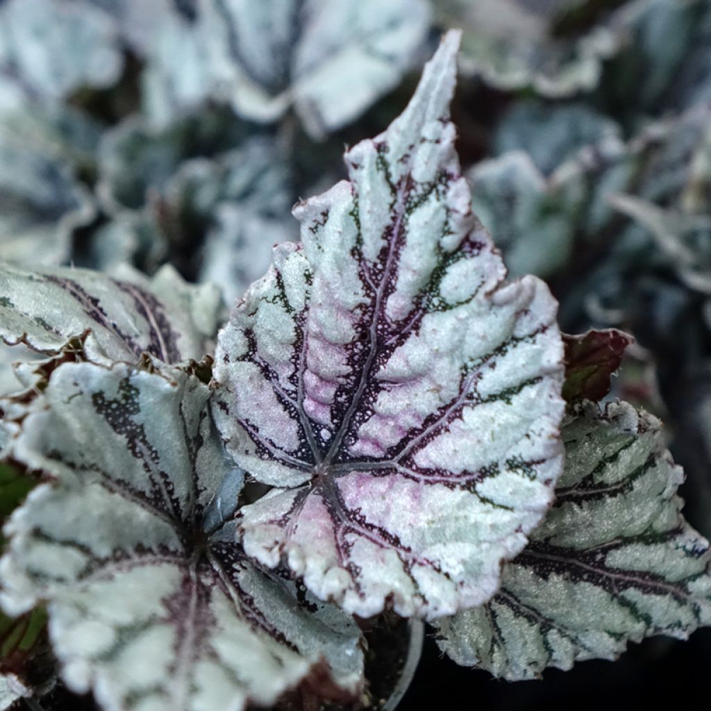 Begonia Rex Dew Drop - Bladbegonia