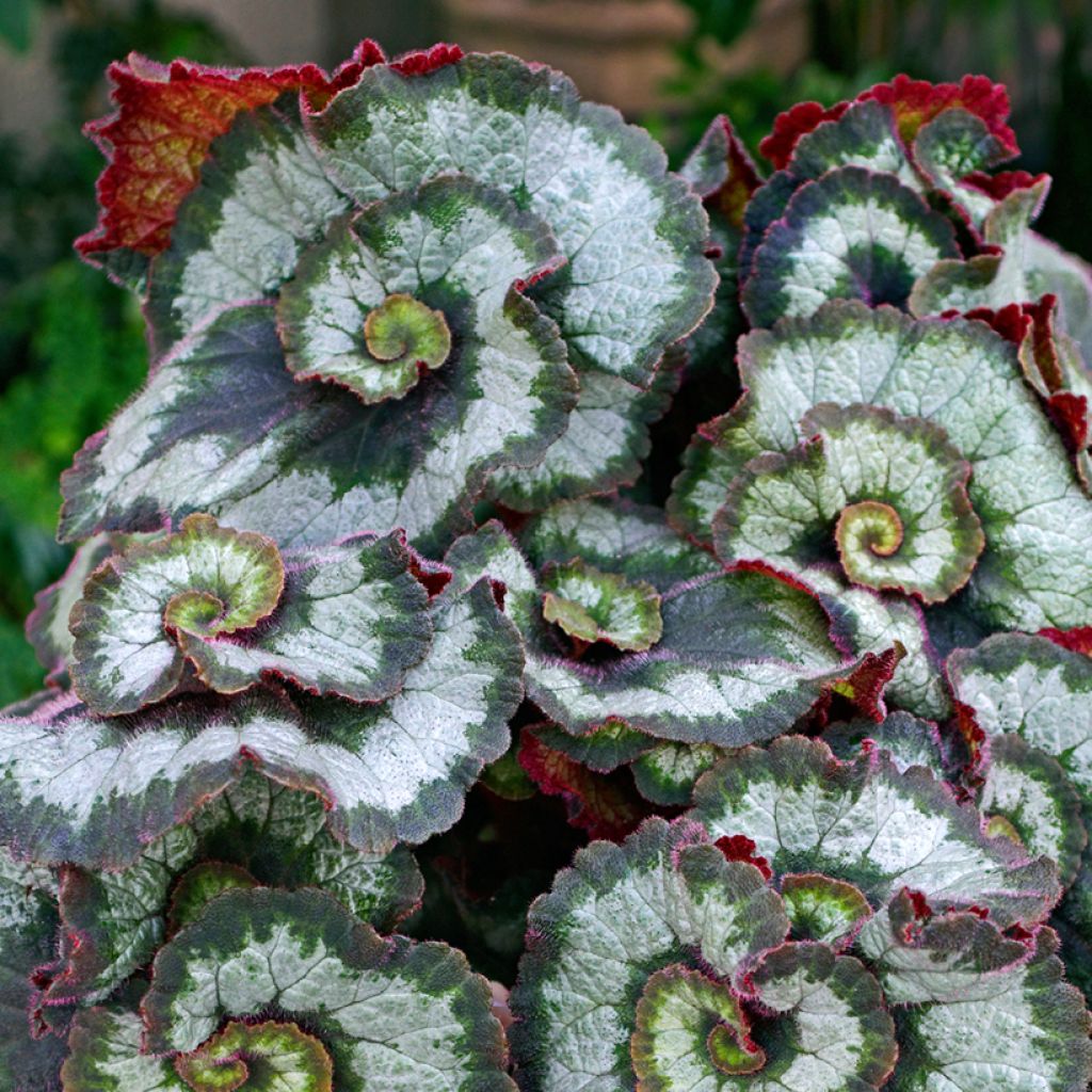 Begonia Rex Escargot - Bladbegonia