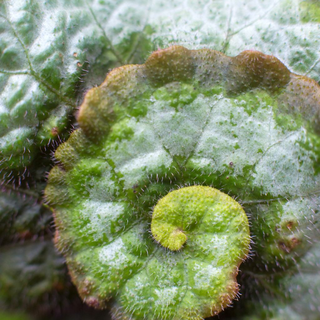 Begonia Rex Escargot - Bladbegonia