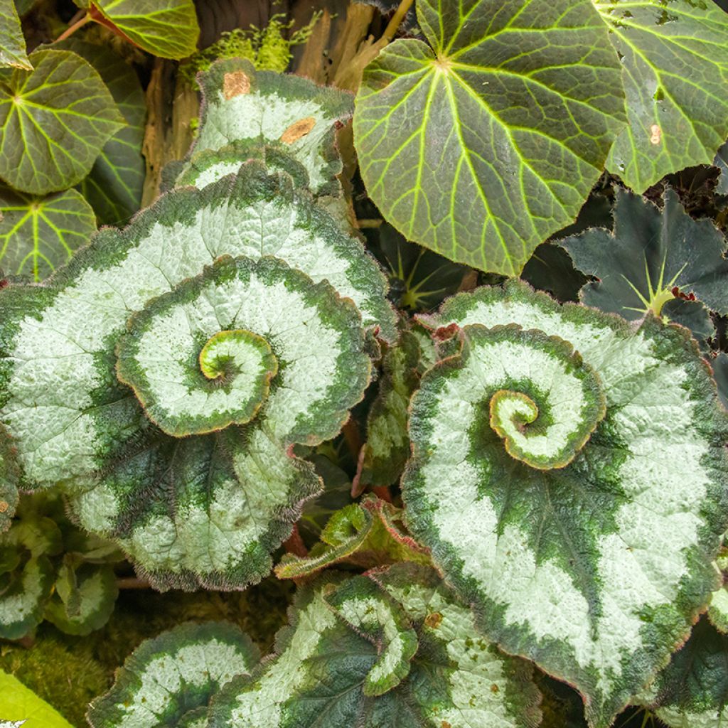 Begonia Rex Escargot - Bladbegonia