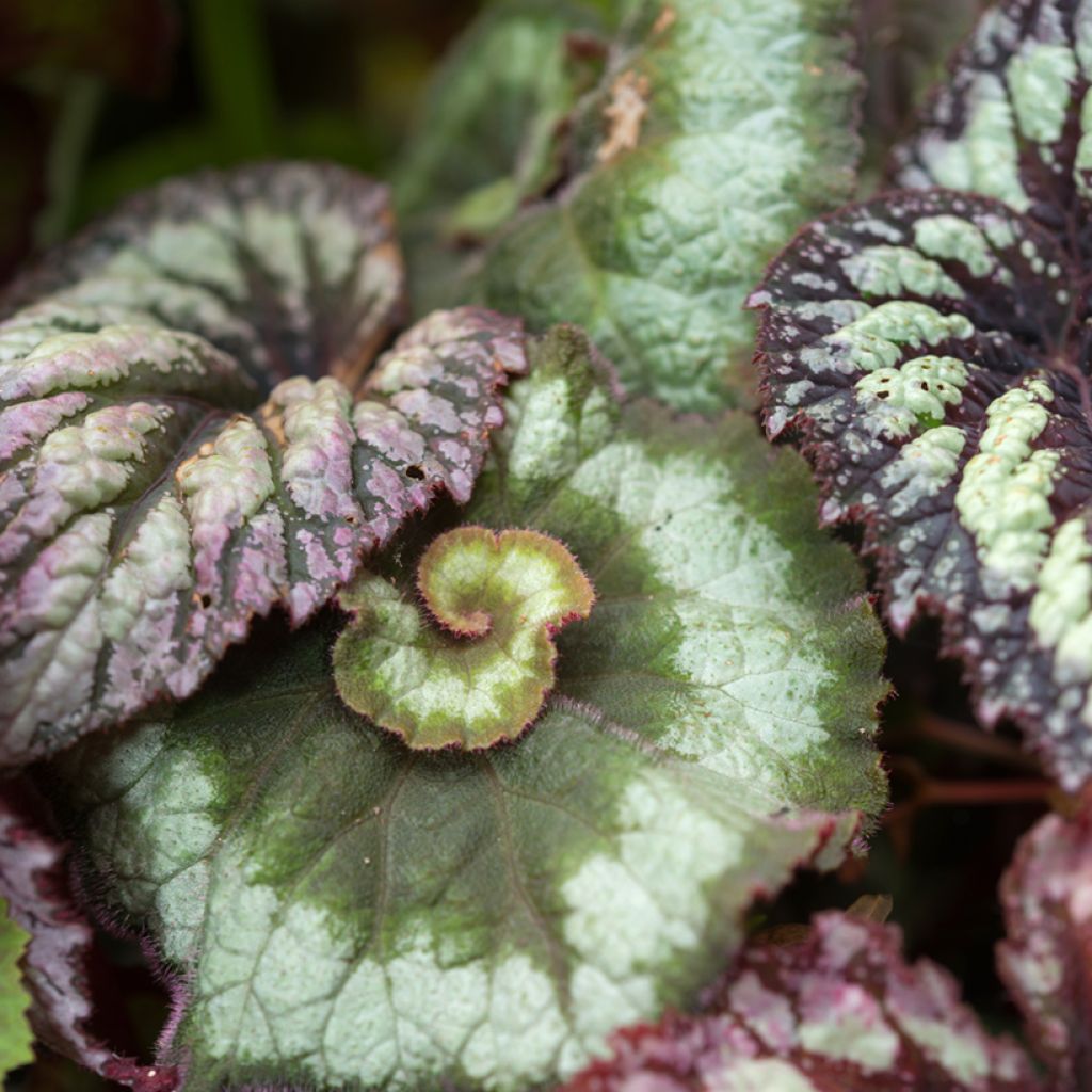 Begonia Rex Escargot - Bladbegonia