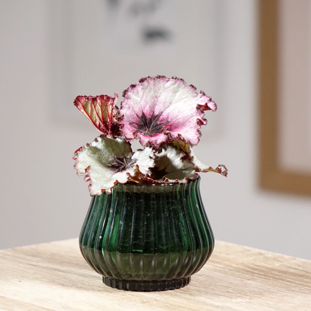 Begonia Rex Red Heart - Bladbegonia