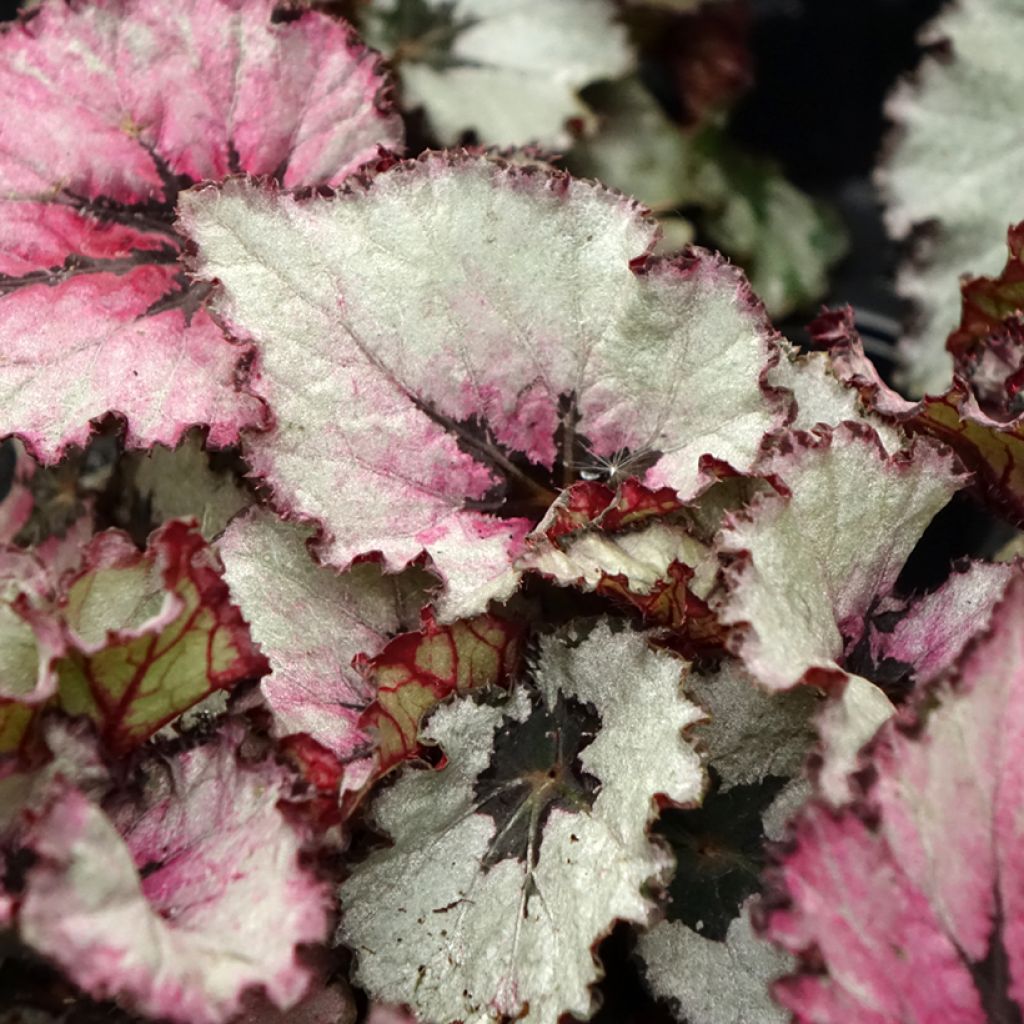 Begonia Rex Red Heart - Bladbegonia