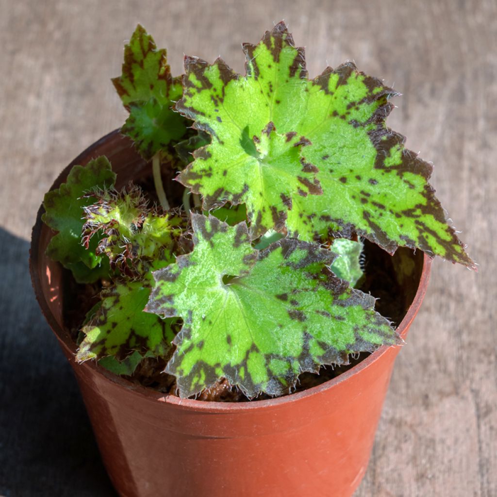 Begonia Rex Red Jive - Bladbegonia