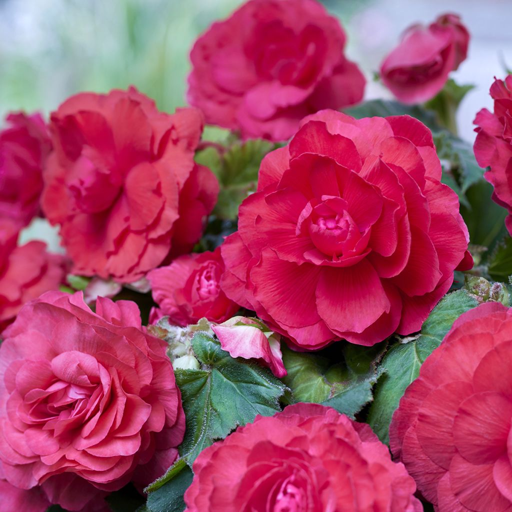 Begonia Superba Pink - Bégonia tubéreux double rose
