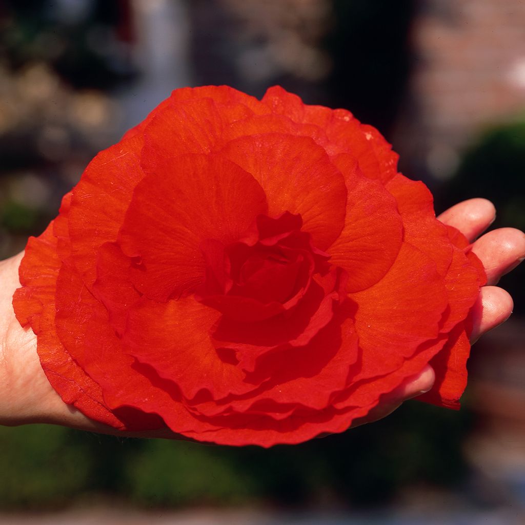 Begonia tuberhybrida Superba Rood - Knolbegonia