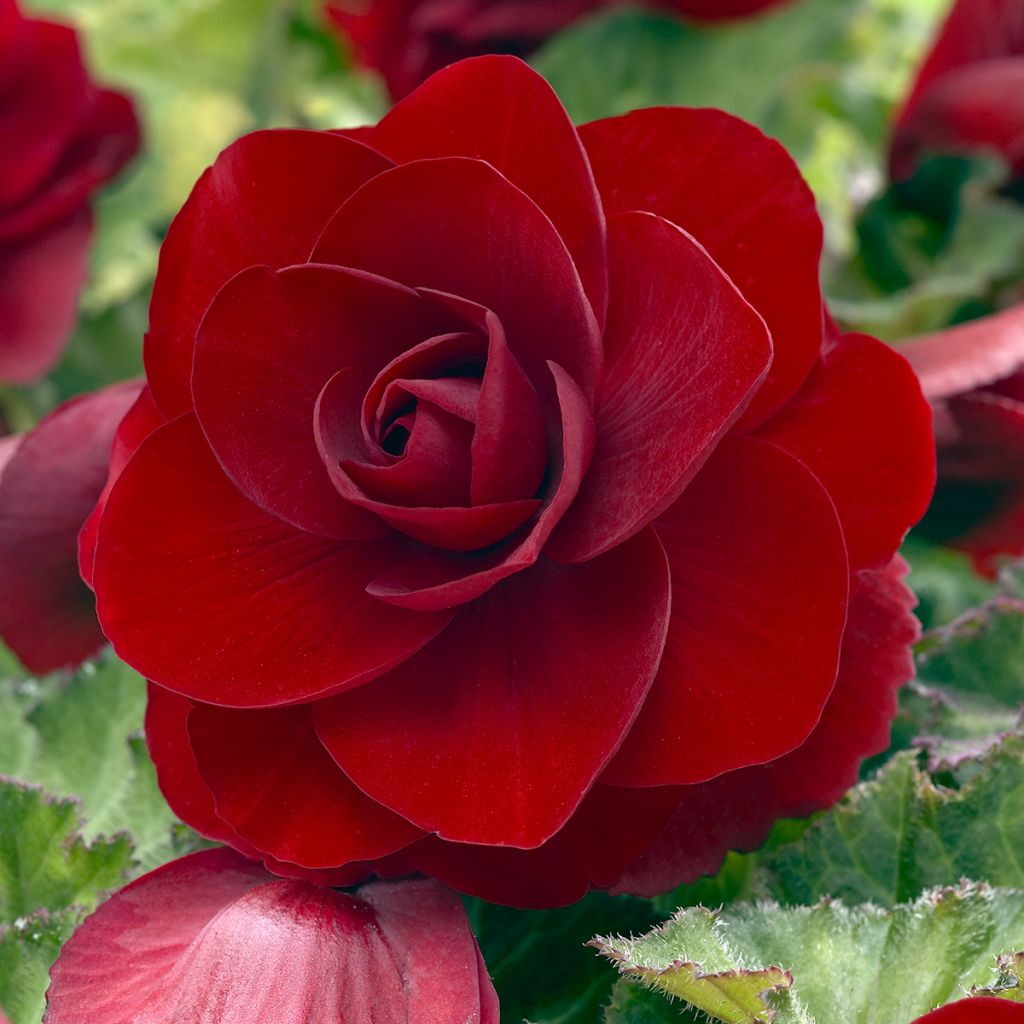 Bégonia double Dark red - Begonia Grandiflora