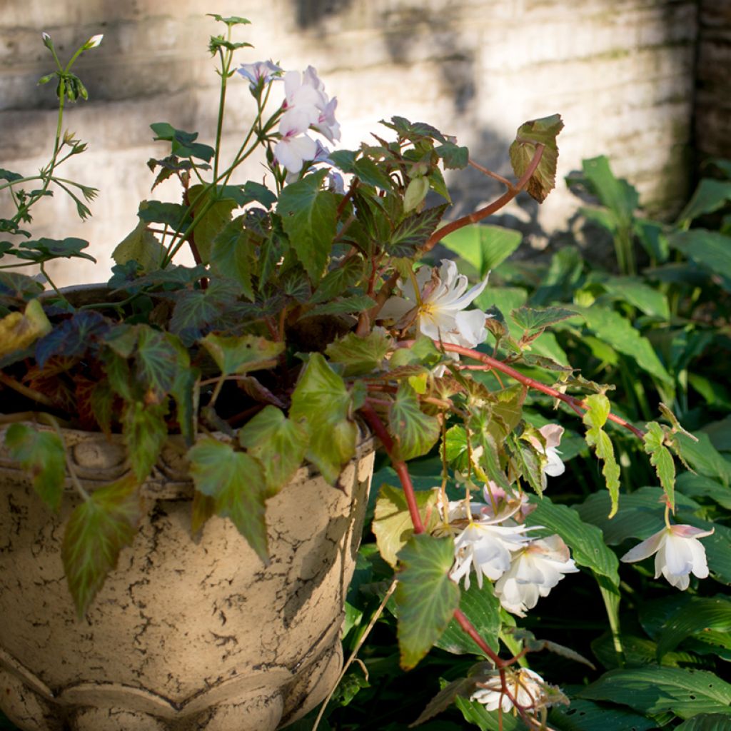 Begonia pendula Wit - Hangbegonia