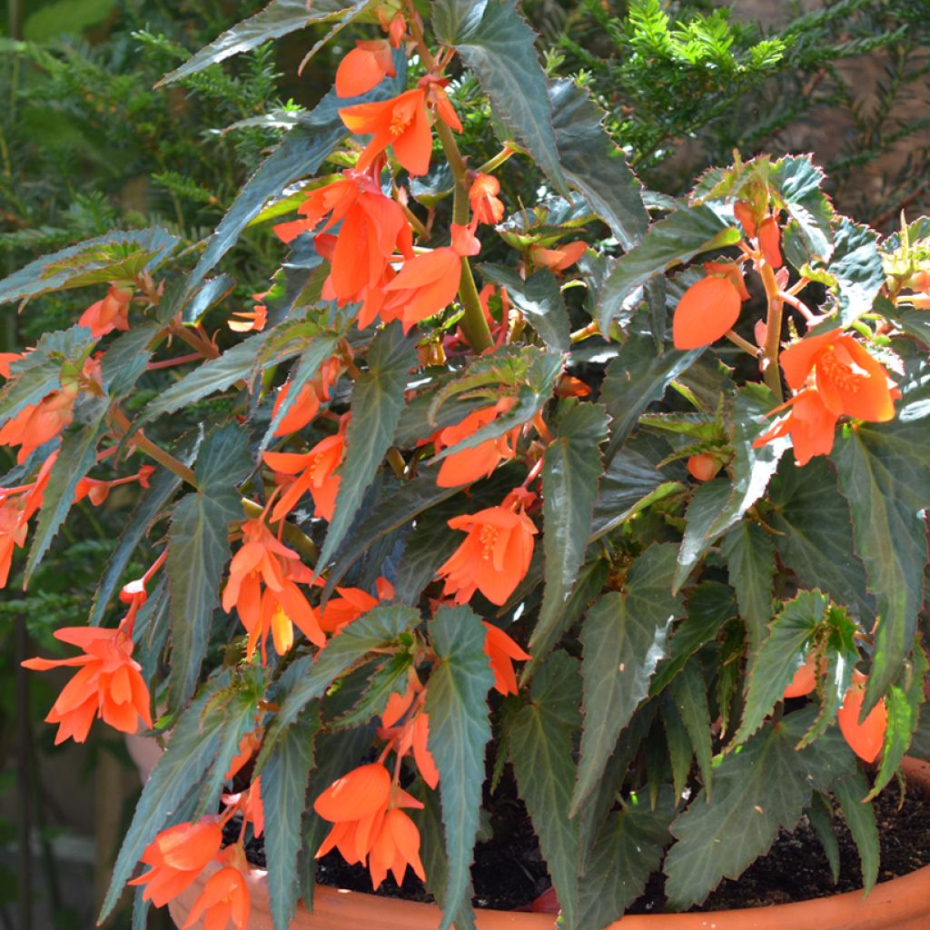 Begonia boliviensis Summerwings Oranje - Hangbegonia