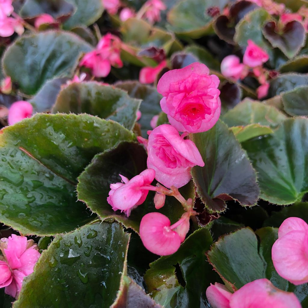 Begonia semperflorens Doublet Roze - Waterbegonia