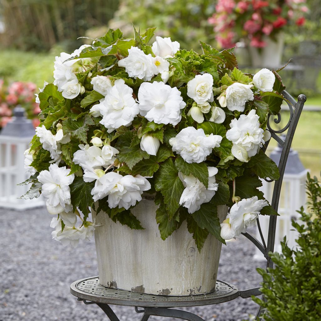 Begonia tuberhybrida Multiflora Maxima Wit - Knolbegonia
