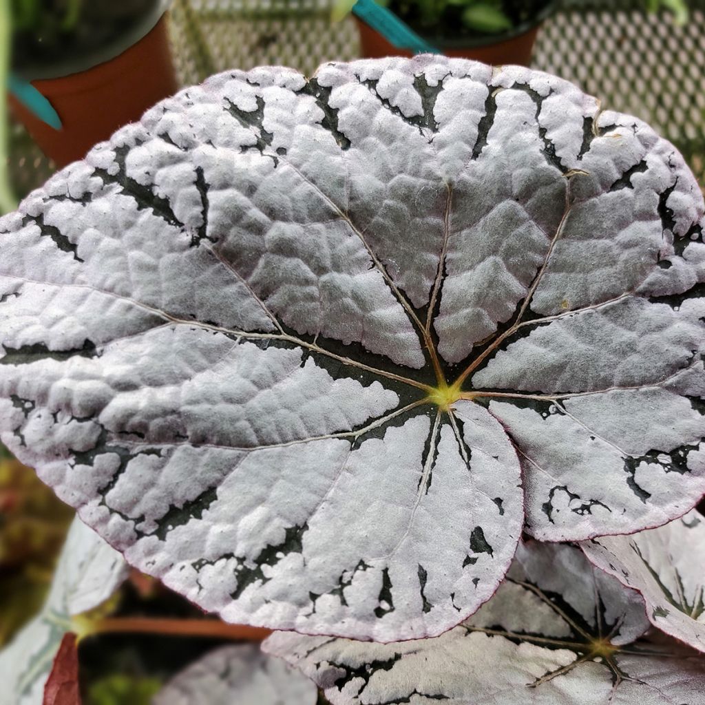 Begonia Rex Chayo - Bladbegonia