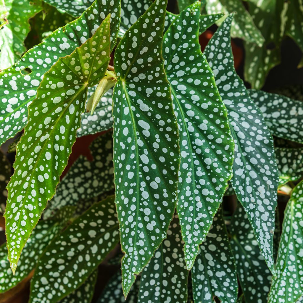 Begonia Wings maculata Silverspot - Stengelbegonia