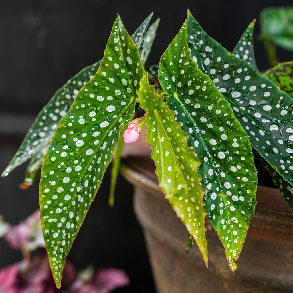 Begonia Wings maculata Silverspot - Stengelbegonia