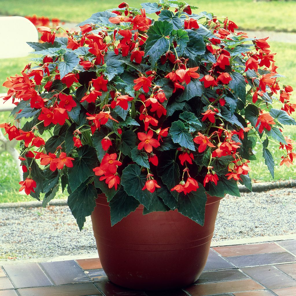 Begonia intermedia Skaugum - Knolbegonia
