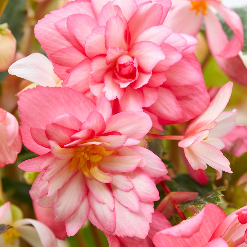 Begonia tuberhybrida pendula Chanson Roze and Wit Bicolor (zaad) - Knolhangbegonia