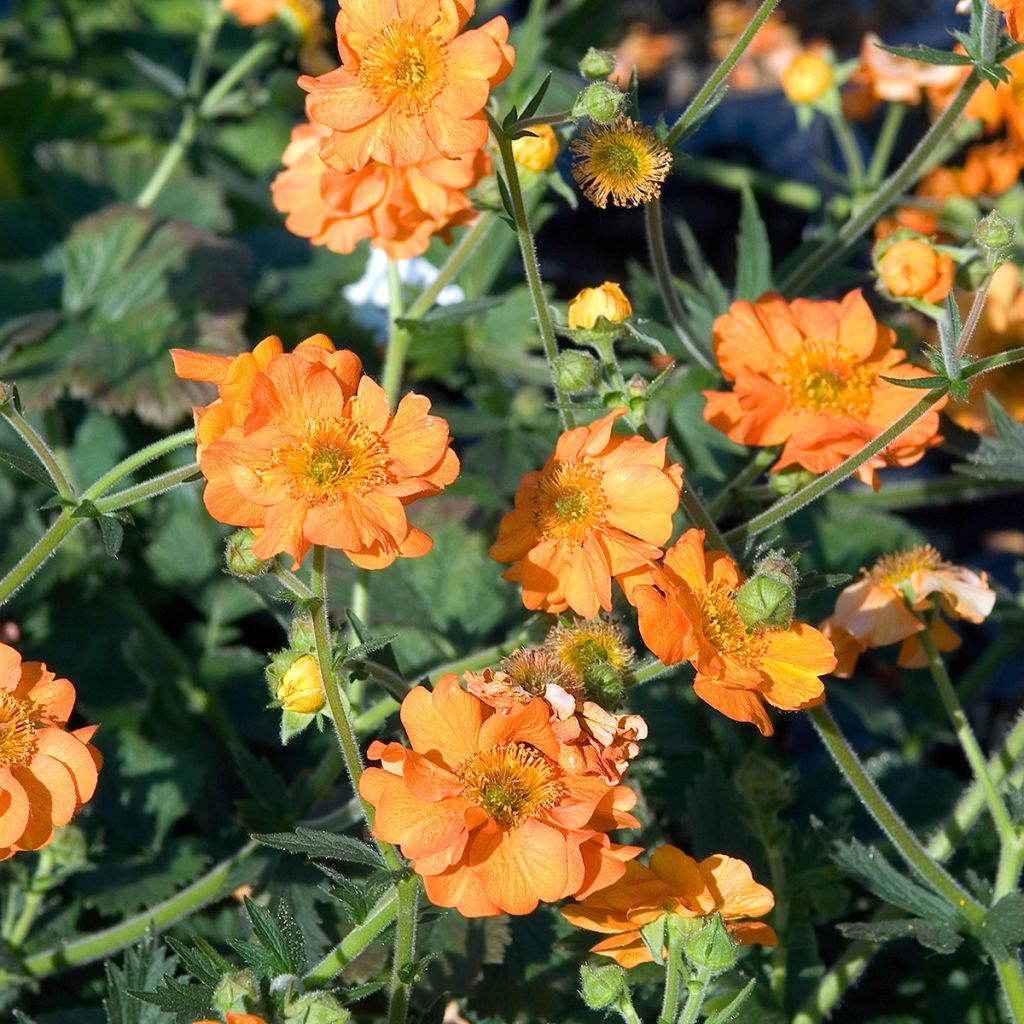 Geum Dolly North - Nagelkruid