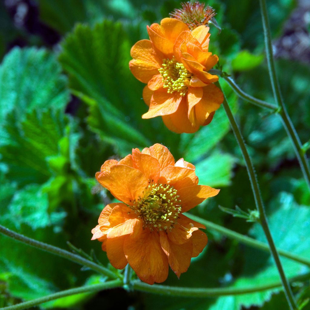 Geum Dolly North - Nagelkruid