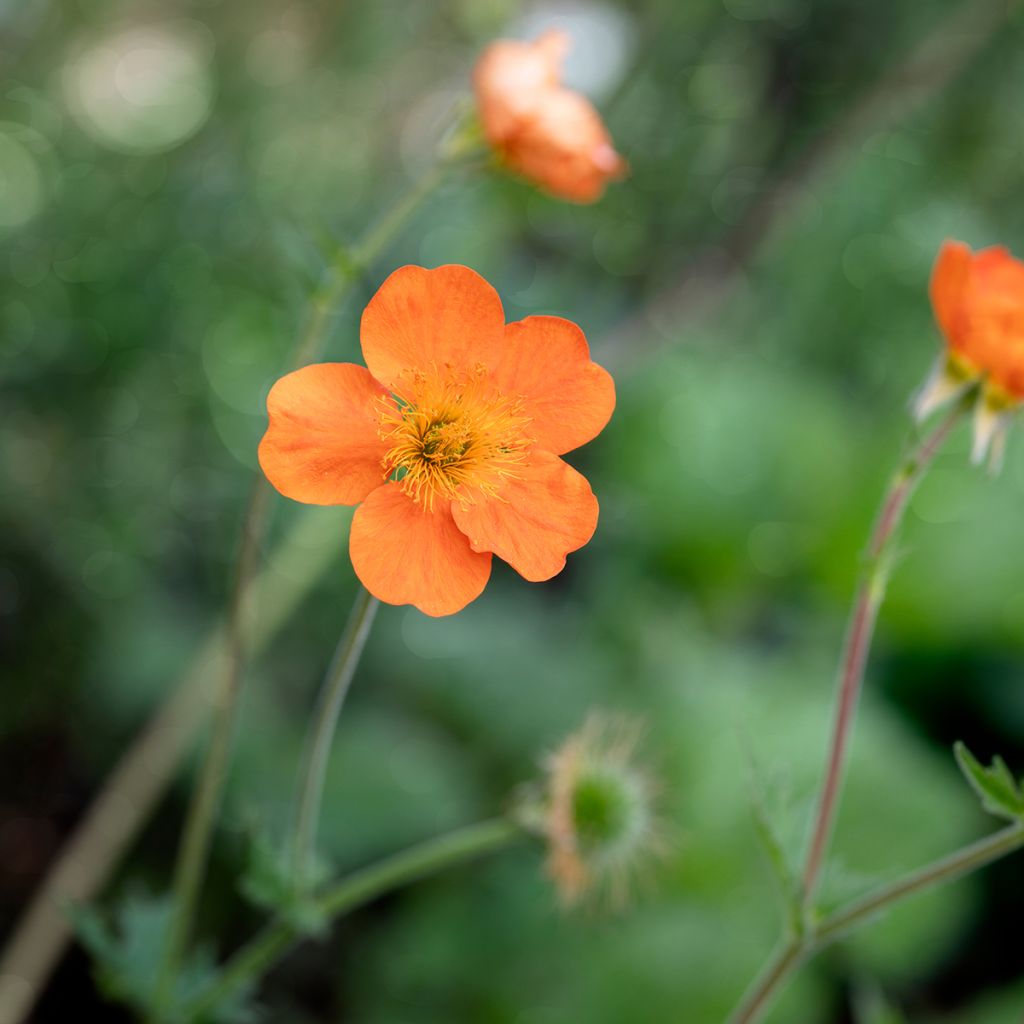 Geum chiloense Sigiswang - Nagelkruid