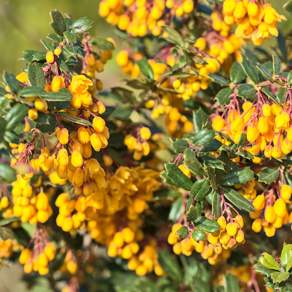 Berberis darwinii Compacta - Darwinszuurbes