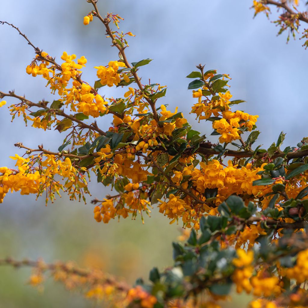 Berberis darwinii - Darwinszuurbes