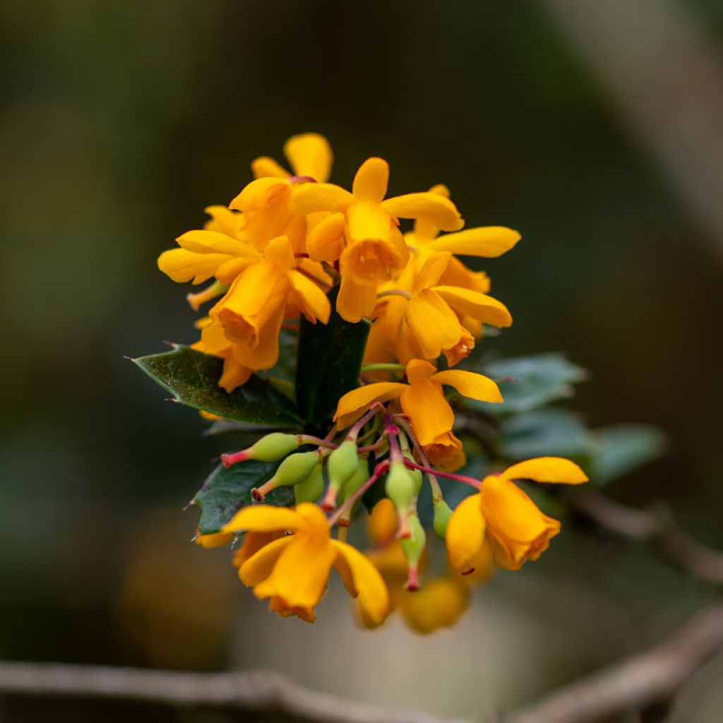 Berberis darwinii - Darwinszuurbes