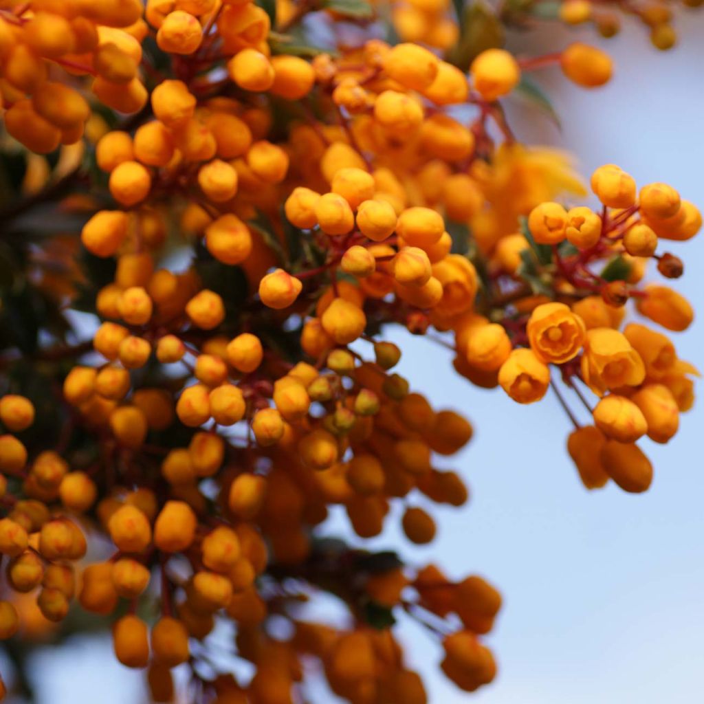 Berberis darwinii Compacta - Darwinszuurbes