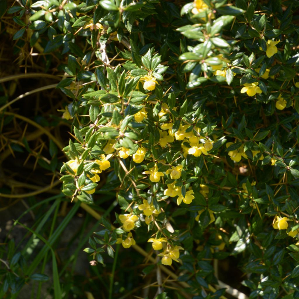 Berberis frikartii Amstelveen - Zuurbes