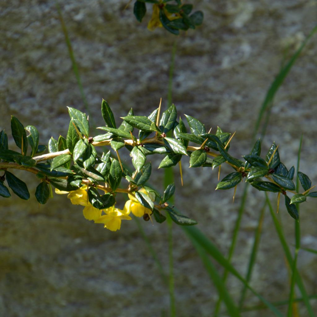 Berberis frikartii Amstelveen - Zuurbes