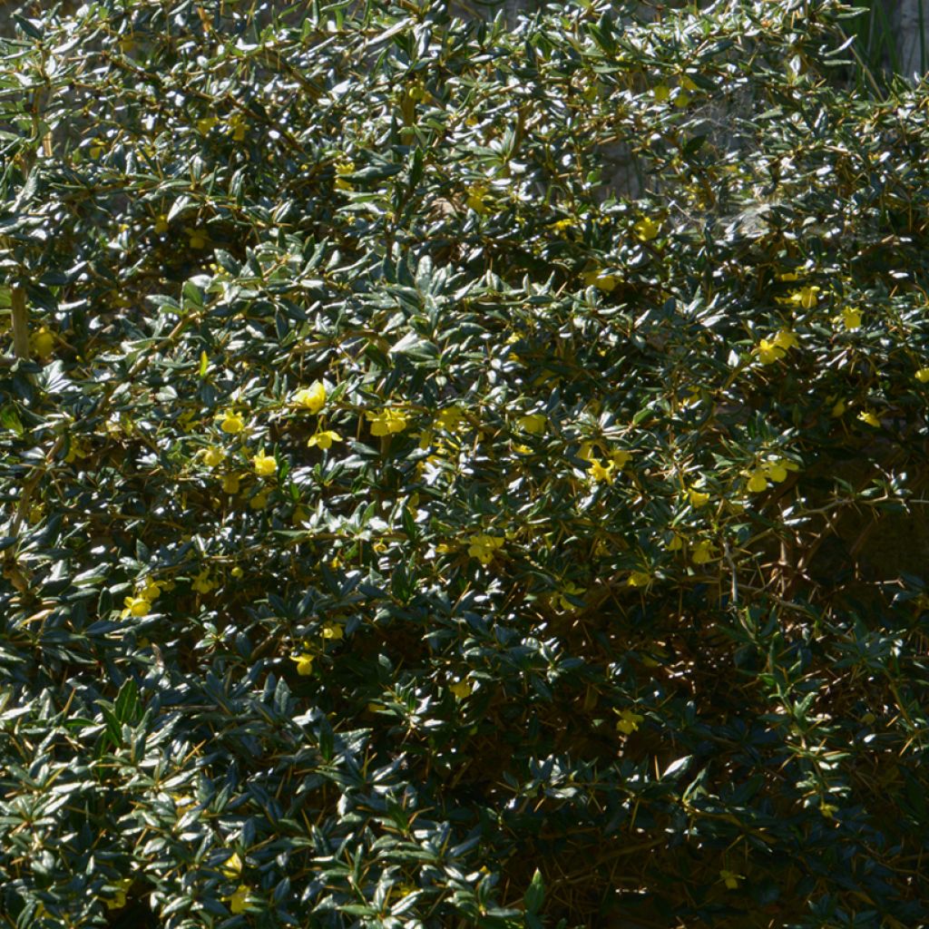 Berberis frikartii Amstelveen - Zuurbes