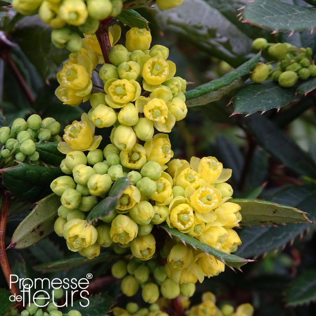 Berberis julianae - Zuurbes