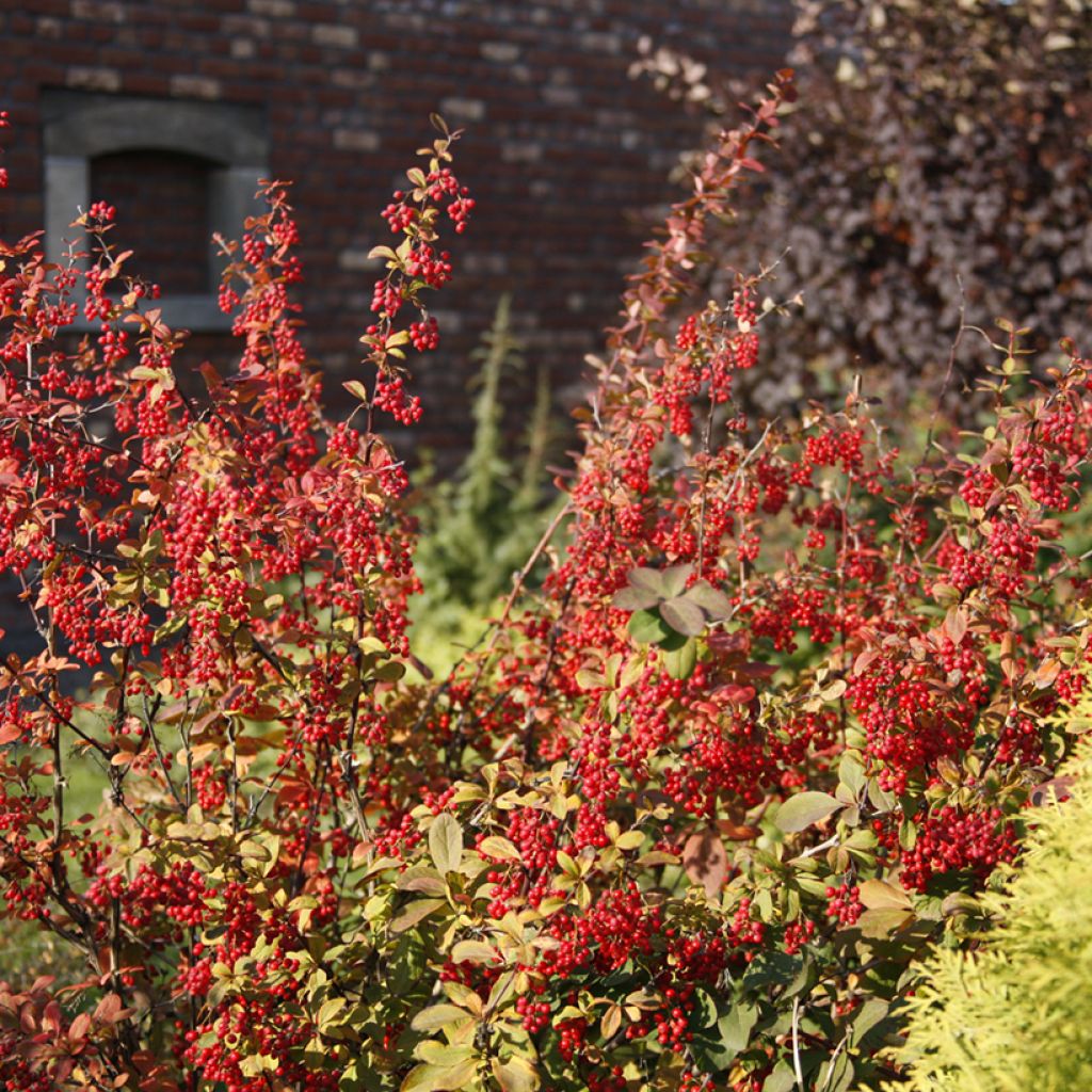 Berberis koreana - Koreaanse berberis