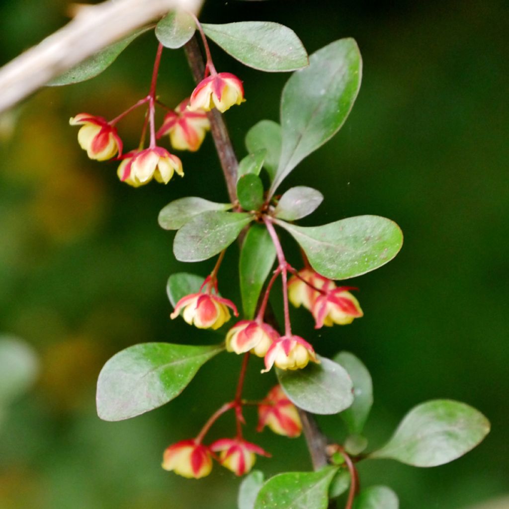 Berberis koreana - Koreaanse berberis
