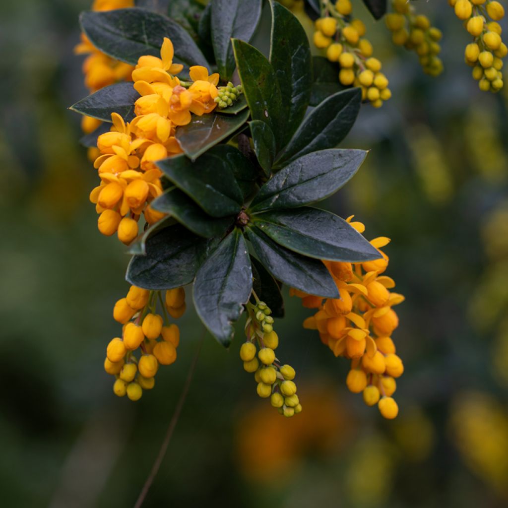 Berberis linearifolia Orange King - Zuurbes