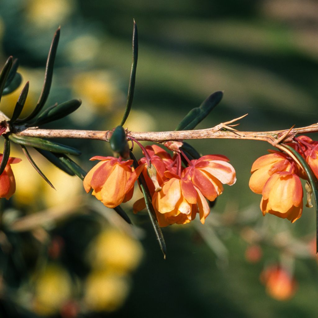 Berberis linearifolia Orange King - Zuurbes