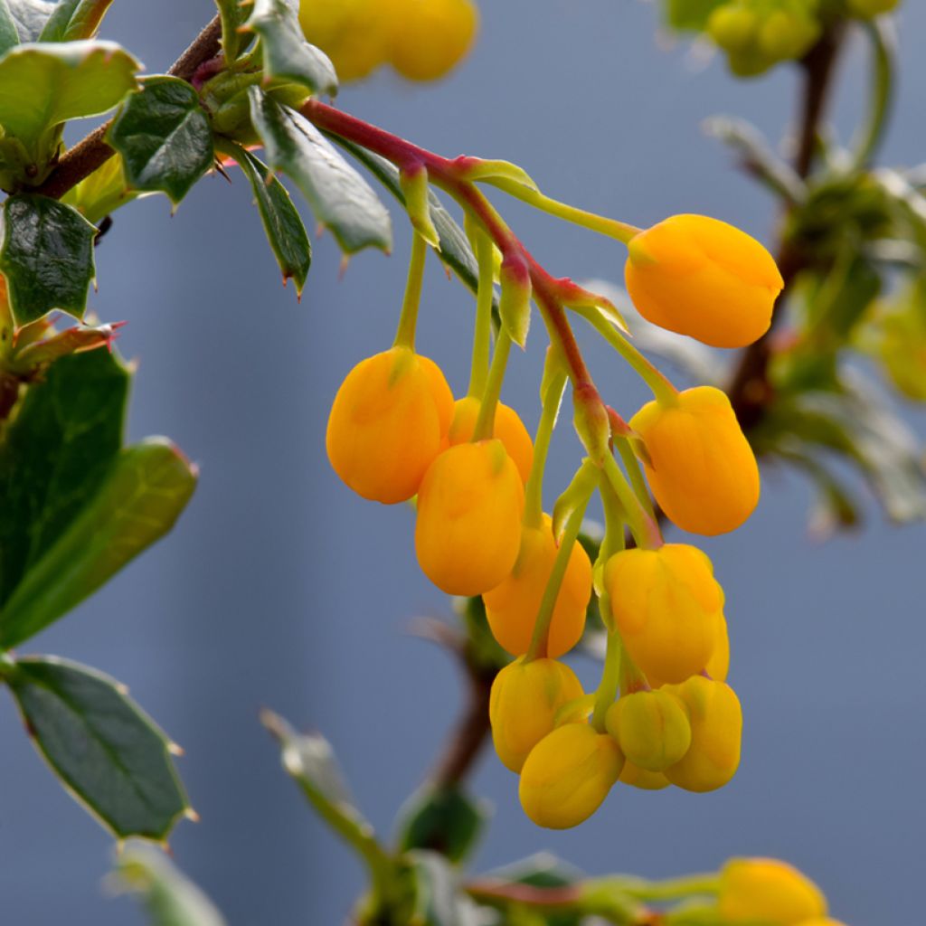 Berberis lologensis Apricot Queen - Zuurbes
