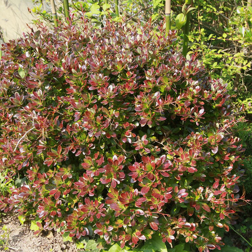 Berberis media Red Jewel - Zuurbes