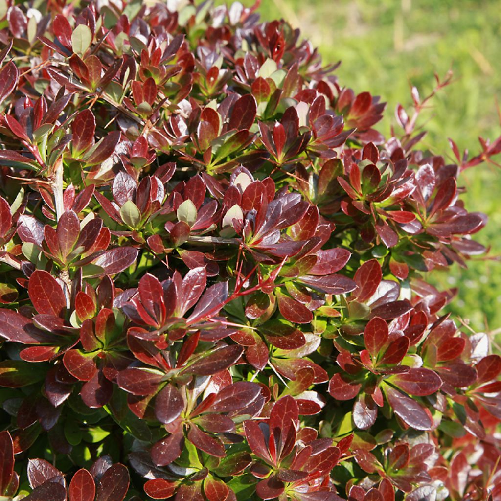 Berberis media Red Jewel - Zuurbes