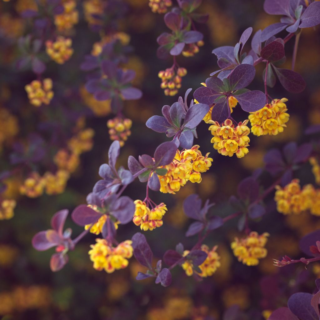 Berberis ottawensis Auricoma - Zuurbes Auricoma