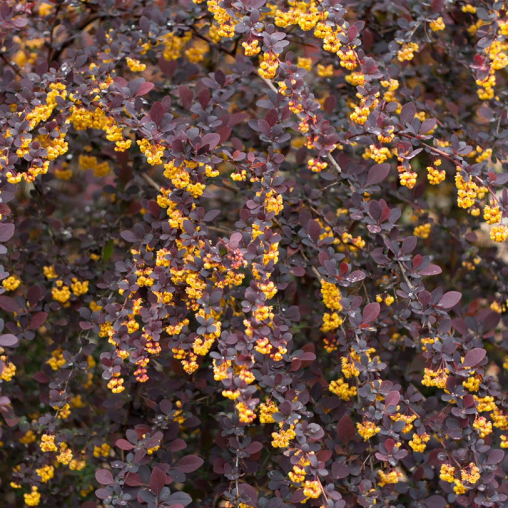 Berberis ottawensis Superba - Zuurbes
