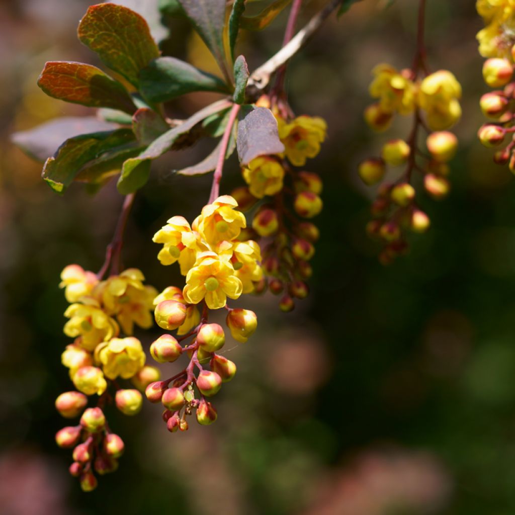 Berberis ottawensis Superba - Zuurbes