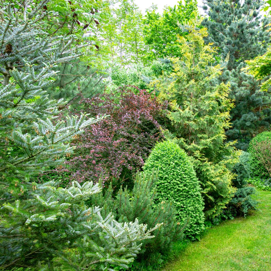 Berberis thunbergii Atropurpurea - Japanse berberis